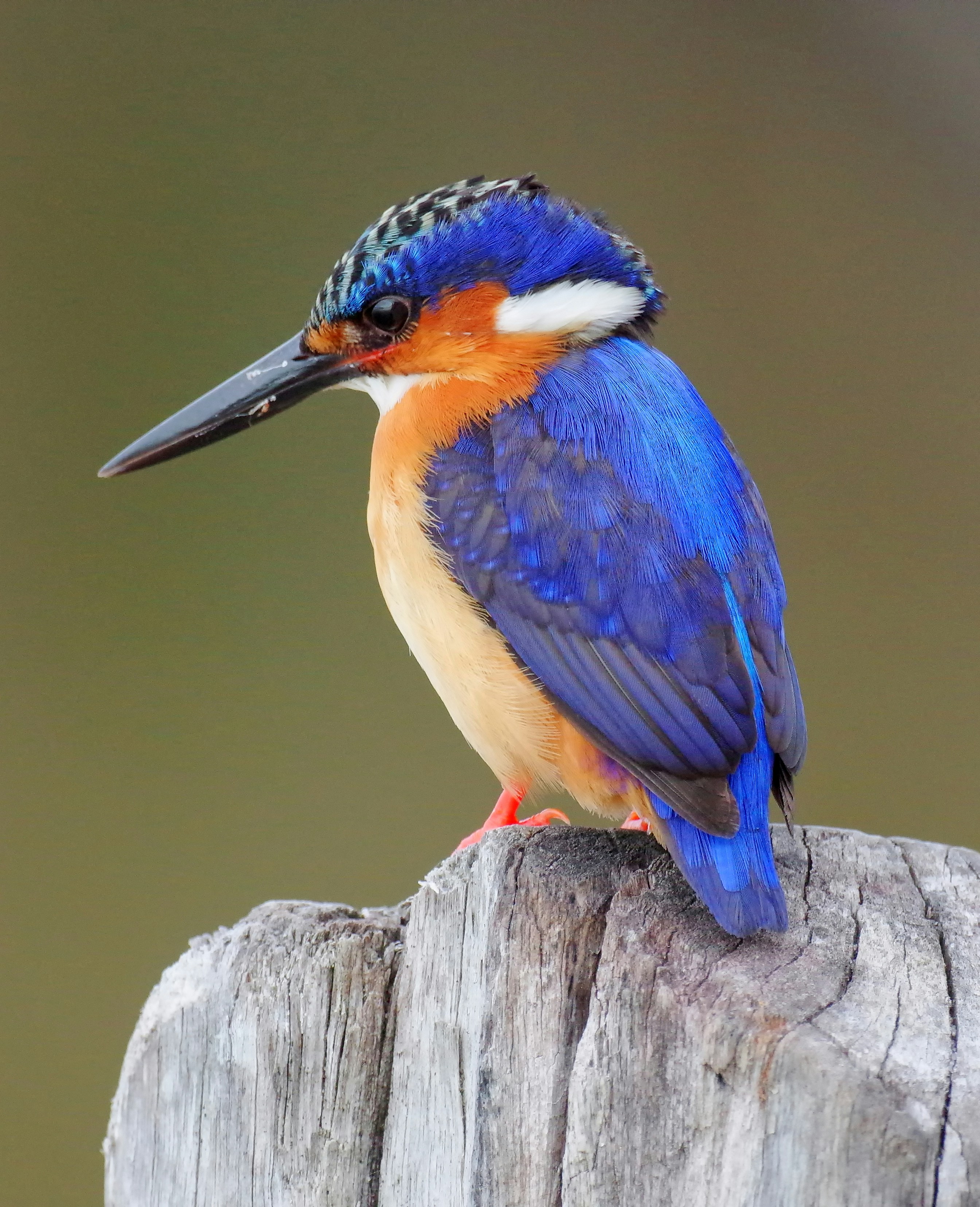 Kingfisher in water